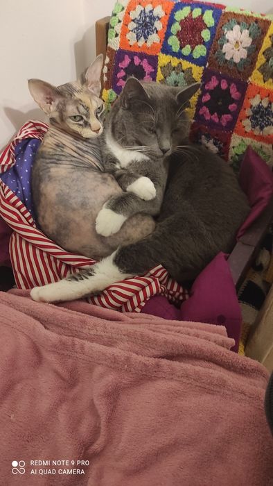 Домашня перетримка тварин