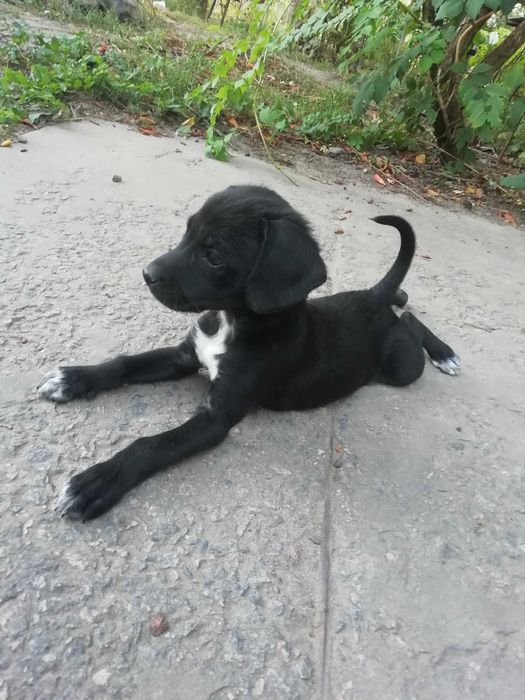 Вiддам в добрi руки песика