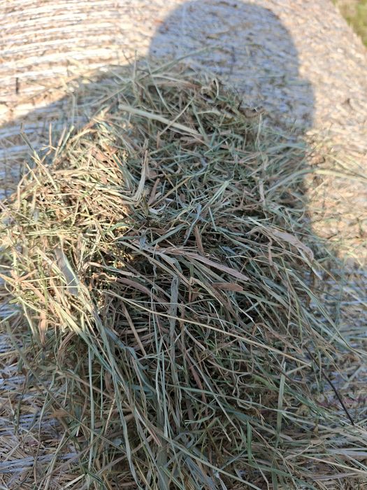 Siano w belach  150 sztuk