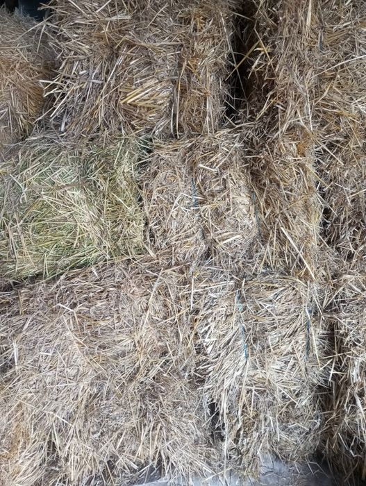 Продам тюки соломи ячмінки.