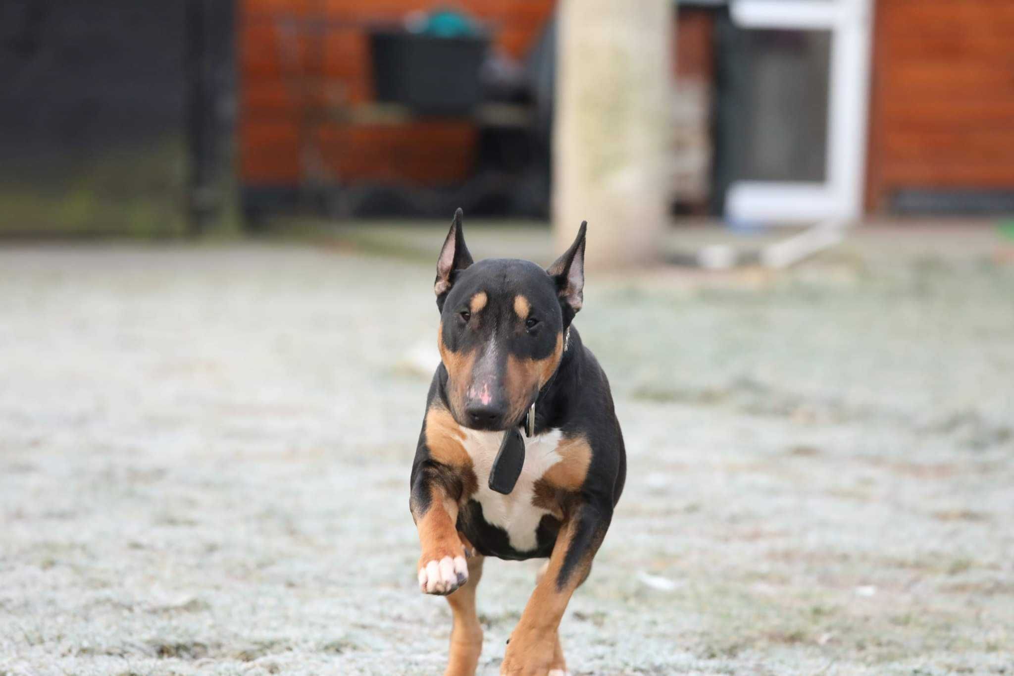 Adopcja  bulinka Balbinka  Amstaffy Niczyje