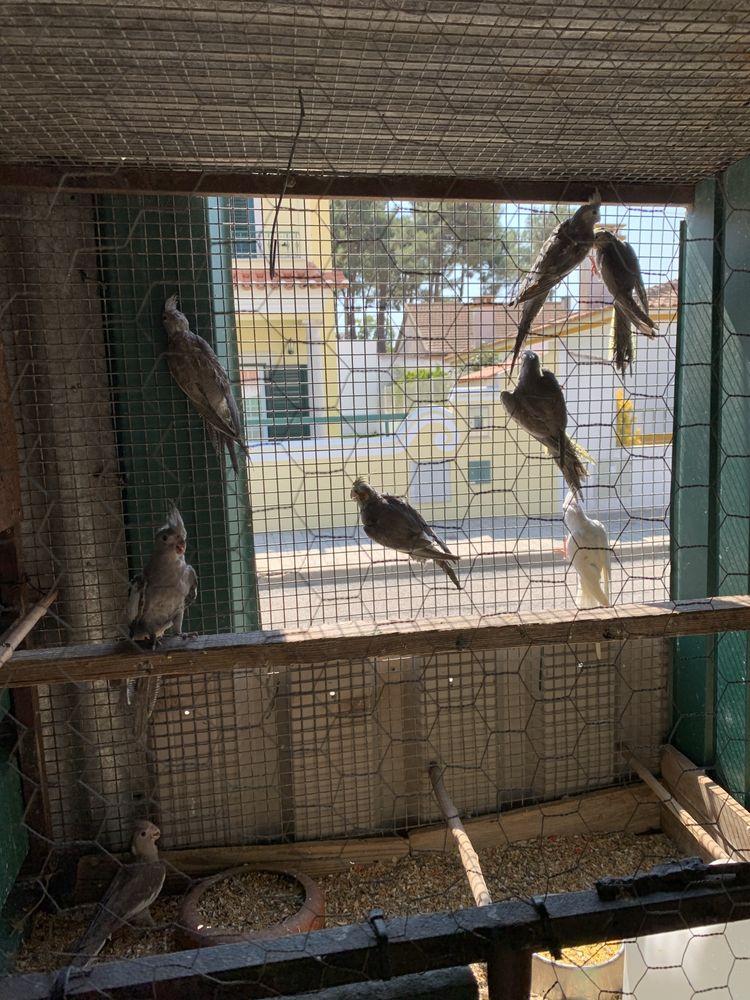 caturras bebes criadas a mão