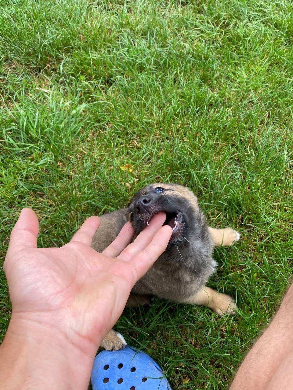 Pies do adopcji. Szczeniętę , jedna suczka