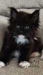 Maine coon rodowód Fife Fpl