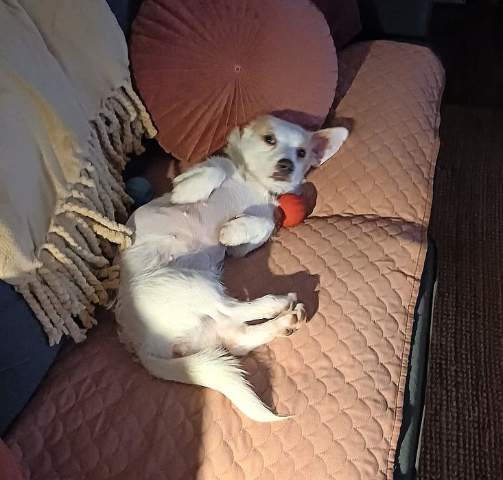 Iskierka, mała, 11msc suczka szuka domu