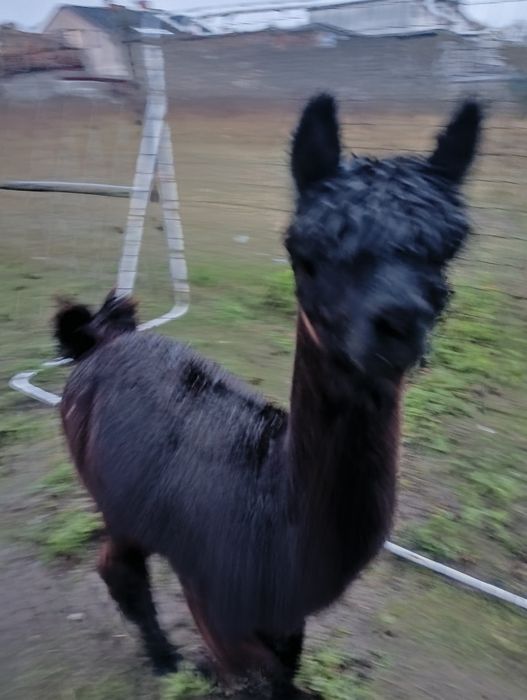 Alpaki samce roczne i dwuletnie