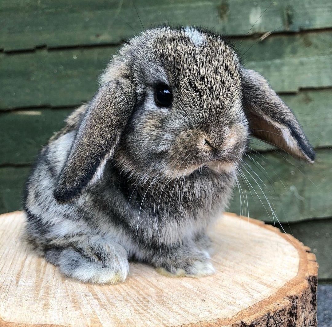 KIT Coelhos anões orelhudos, mini lop super inteligentes e dóceis