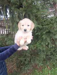 Golden Retriever szczeniak