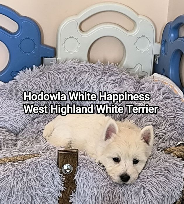 Śliczny szczeniak West White Terrier po zdrowych rodzicach CMO 0