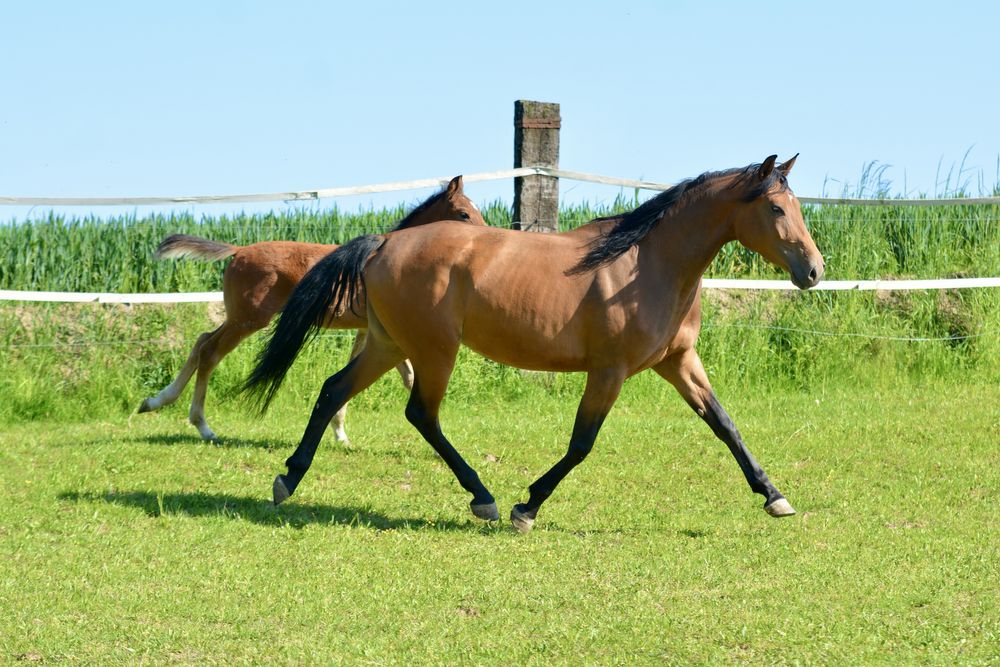 Delicja, piekną klacz po ogierze małopolskim Krym