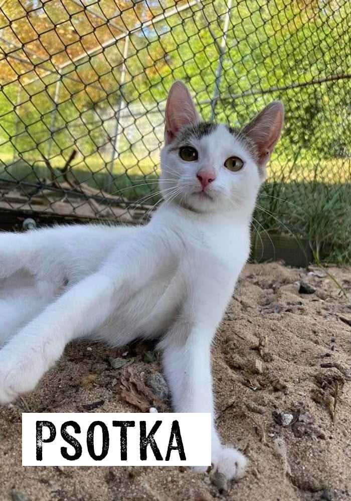 Koty do adopcji, kociaki szukają domów