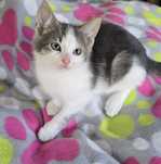 Kociak do adopcji Maine coon mix brytyjski domowy kotek odbiór