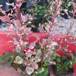 pstry berberys Atropurpurea Nana