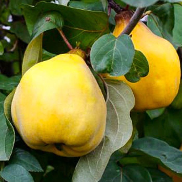 Саджанці айви ОПТ–Роздріб / Саженцы айвы ОПТ–Розница