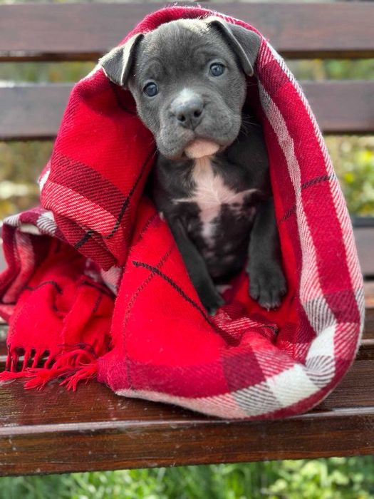 Цуценята блакитного амстаффа