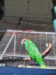 Amazona Rhodocorytha