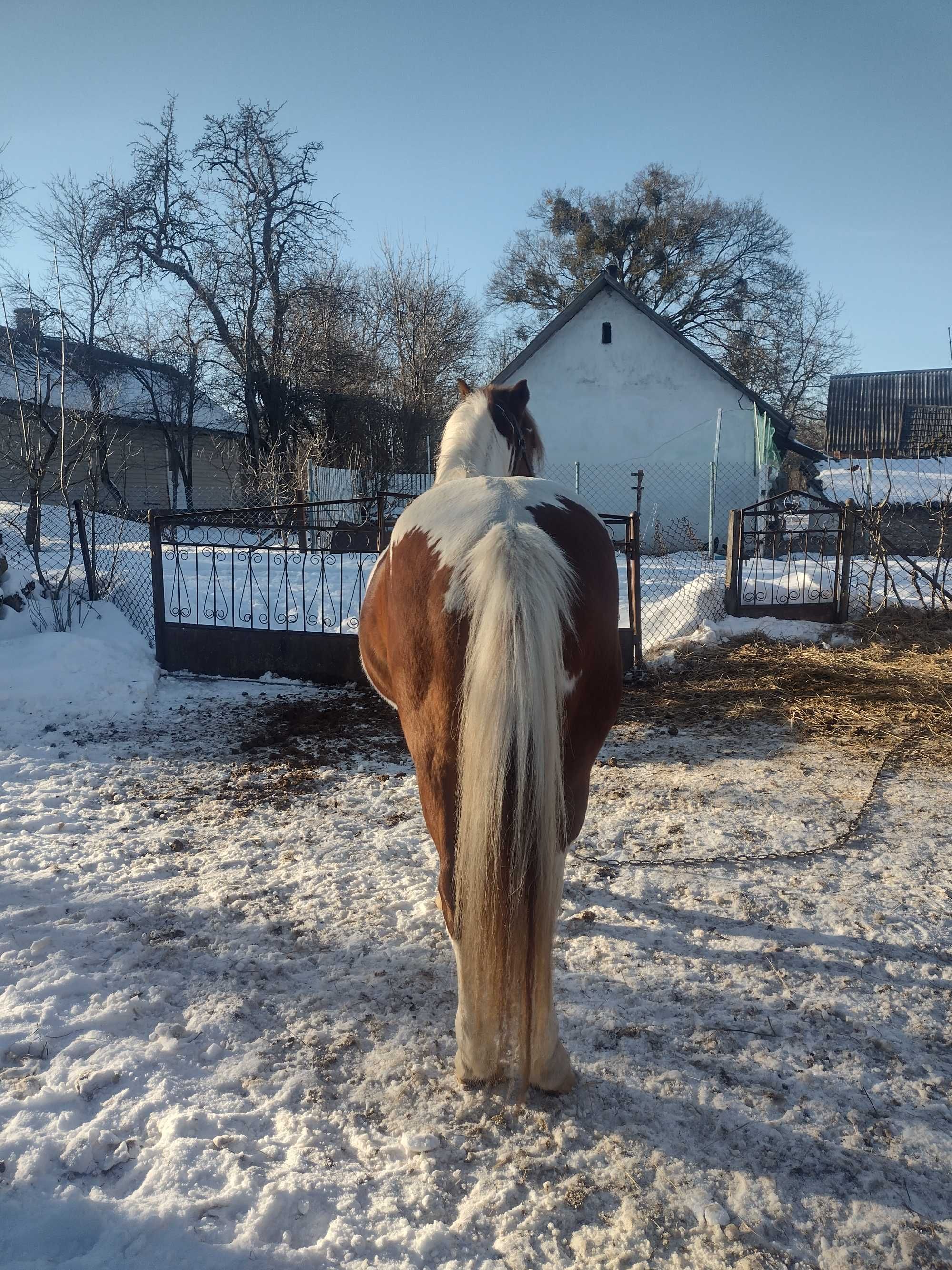 Жеребець на паровку