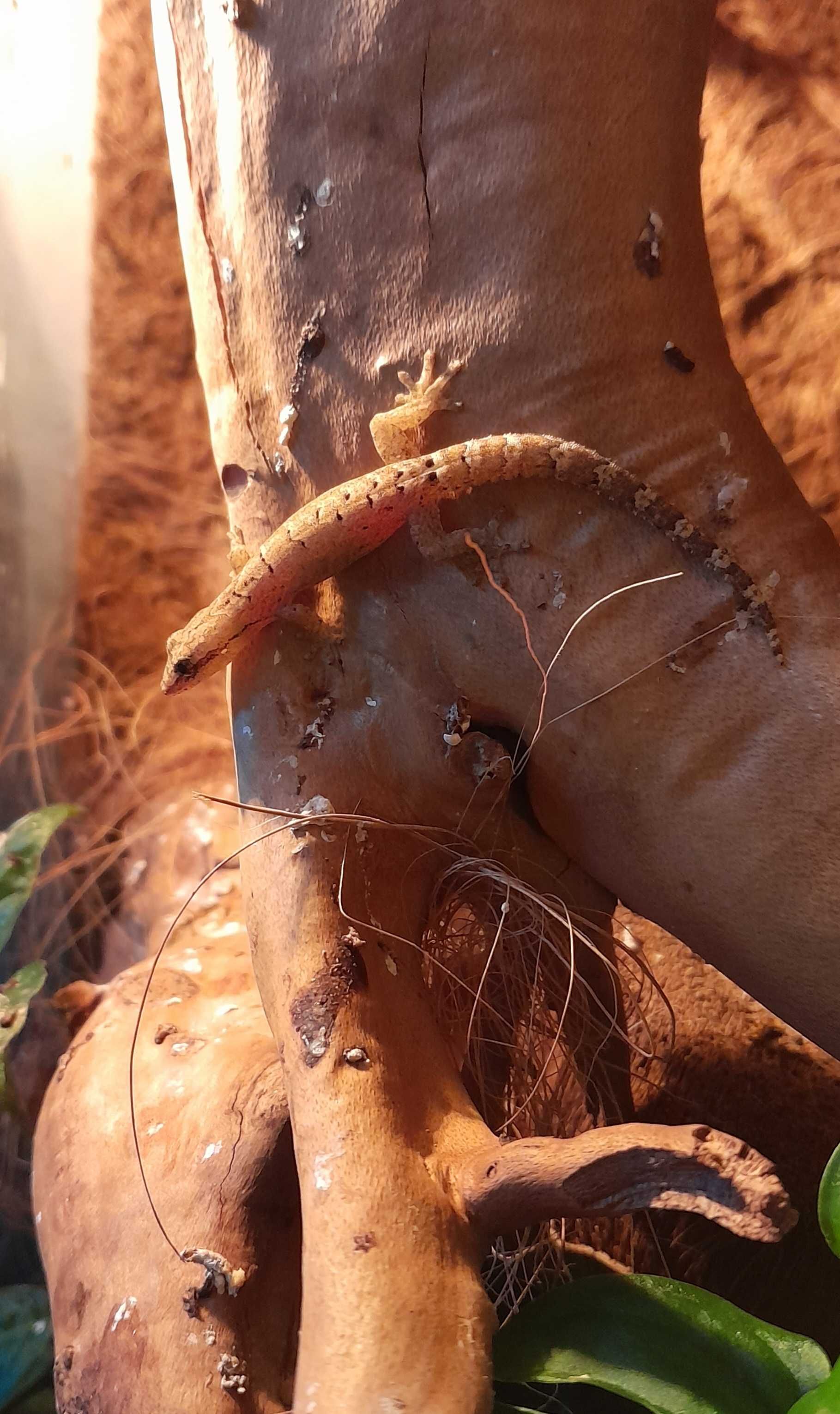 Gekon płaczący młody (lepidodactylus lugubris)