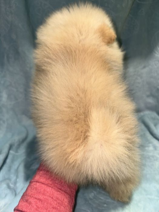 Міні дівчинка мішка