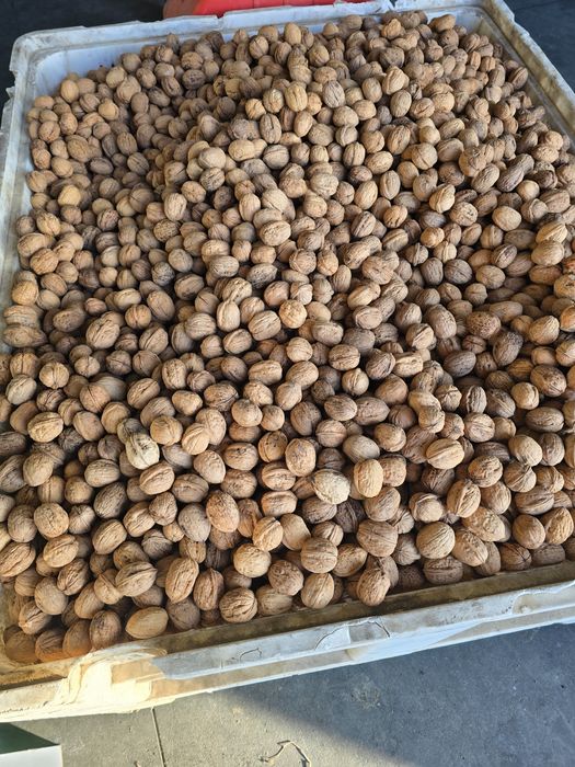 Vendo nozes variedade franquete e lara