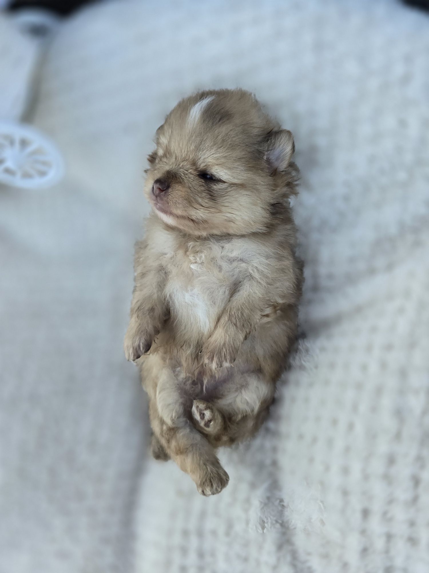 Szpic Miniaturowy pomeranian '' Bilbo "