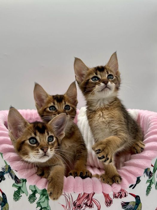 Абиссинцы девочки и мальчики)))