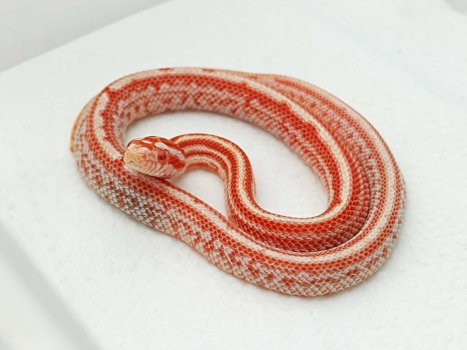 Wąż zbożowy / Zbożówka / Amel Tessera Redfactor het anery ph. cinder