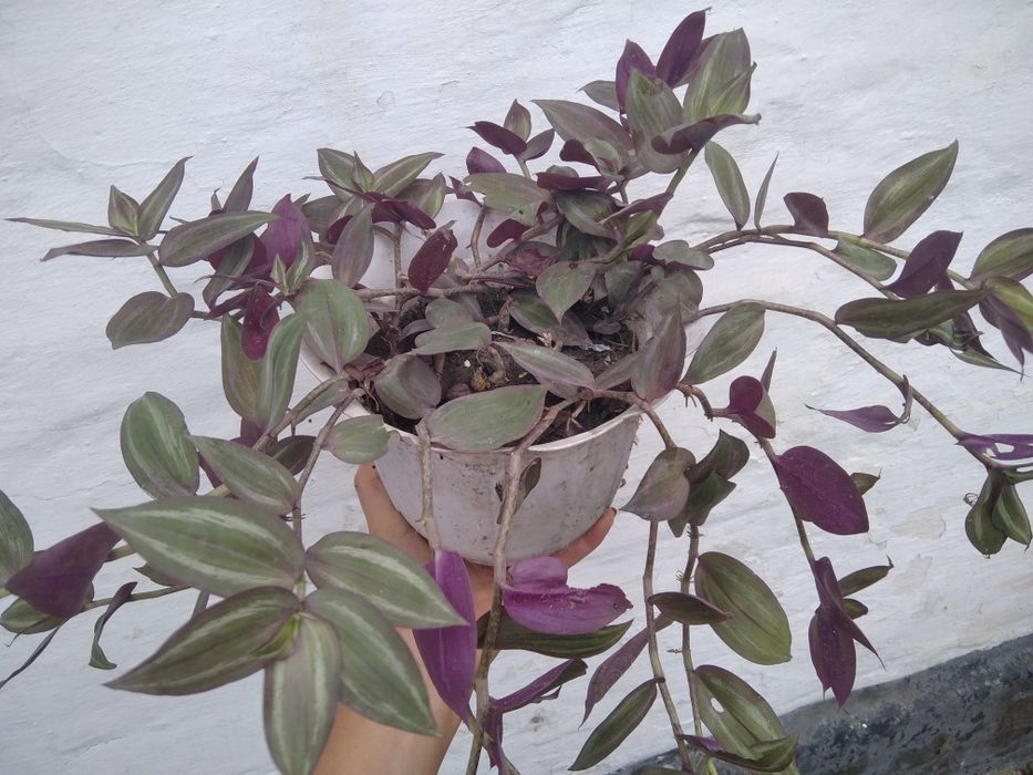 Комнатный цветок традесканция