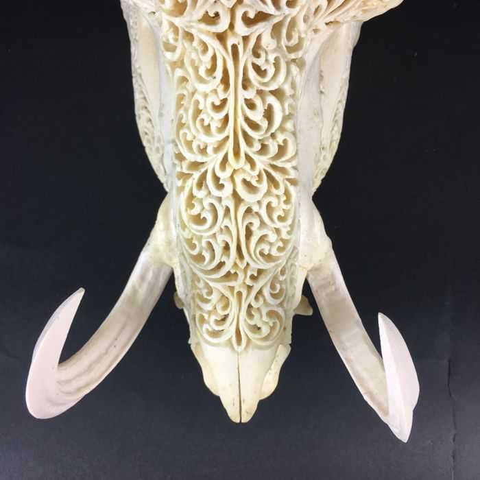 Craneo de javali  indonesio gravado à mão.