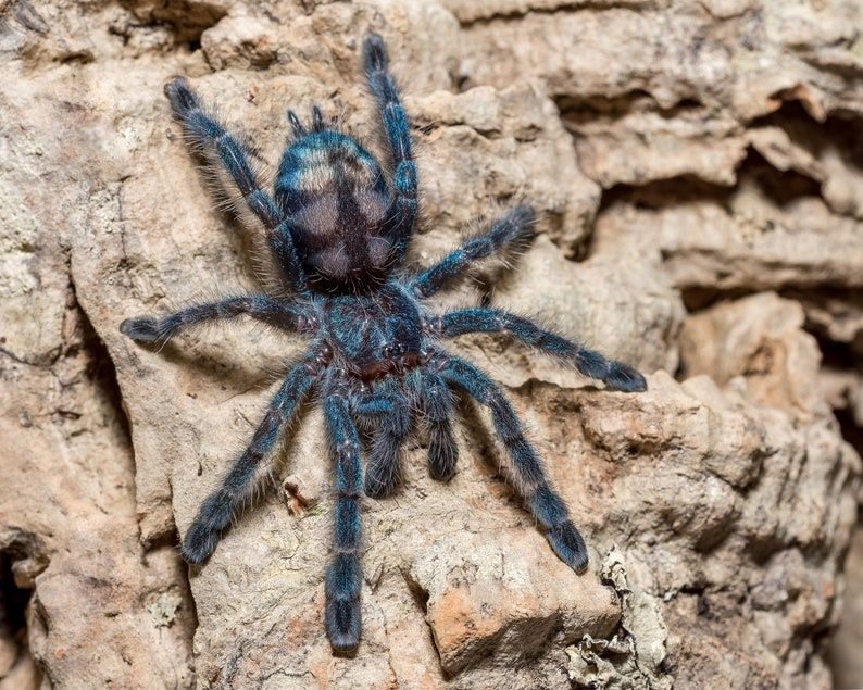 Caribena Versicolor , Avicularia, Pająki, Ptaszniki
