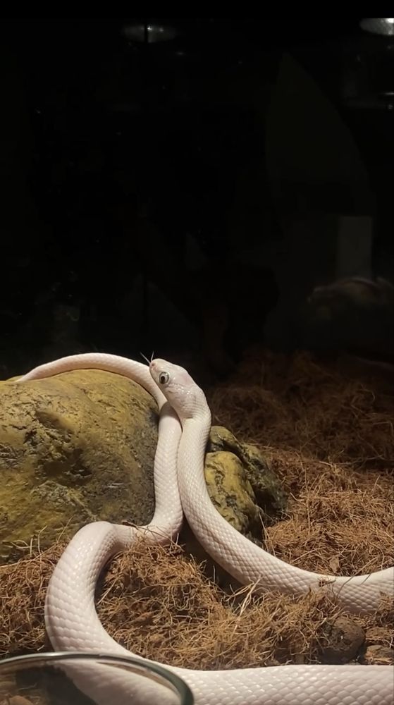 Cobra + terrario