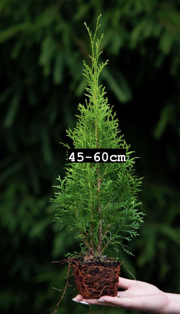 Tuja Szmaragd 40-60cm  PROMOCJA! Nawóz GRATIS | Transport/Ziemia/Kora