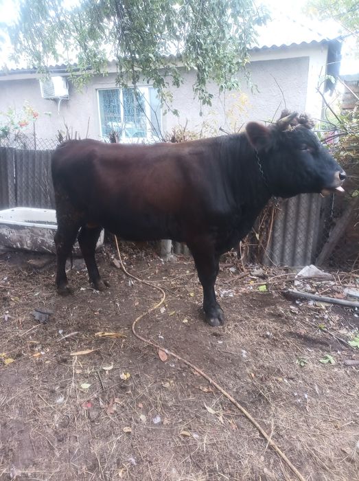 Продам быка на семена