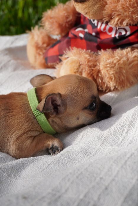 Chihuahua macho mini