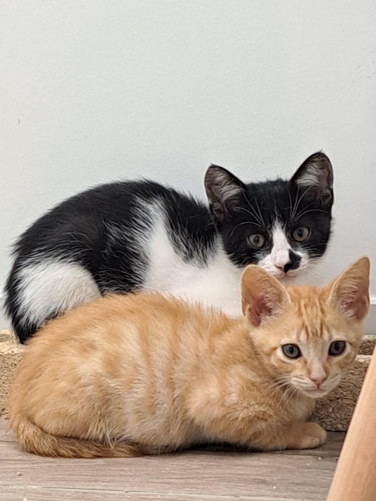 Gatinhos para Adoção