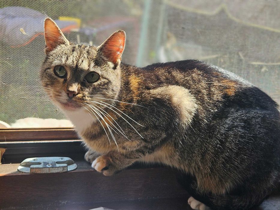 Kotka o łagodnym sercu szuka spokojnej rodziny