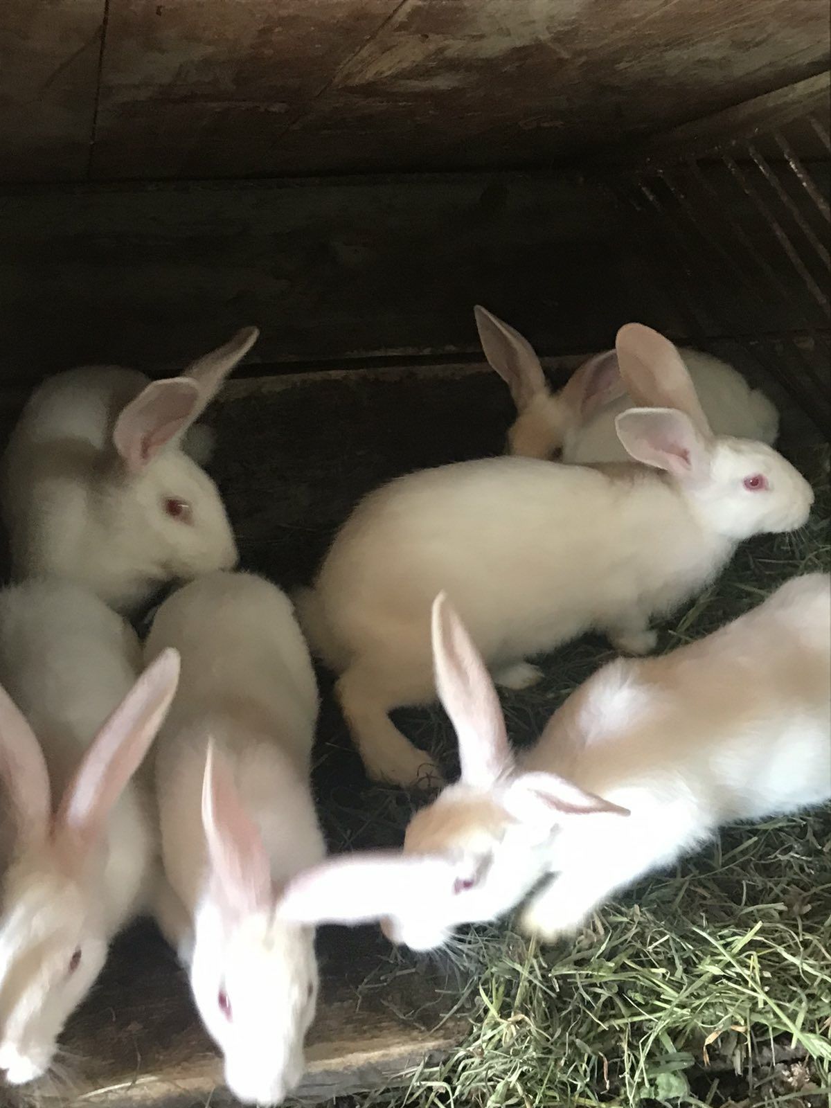 Продам кролів смців