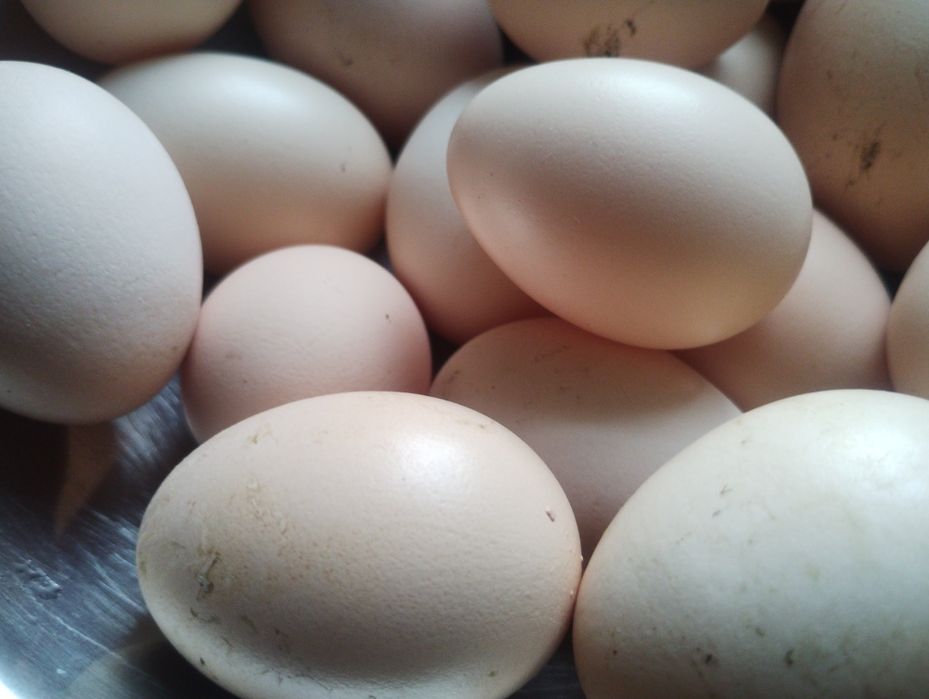 Jajka ! Świeże !:)