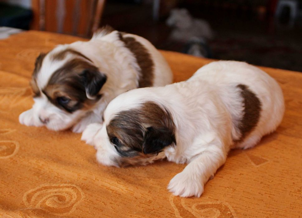 Hawańczyk śliczny szczeniak z rodowodem