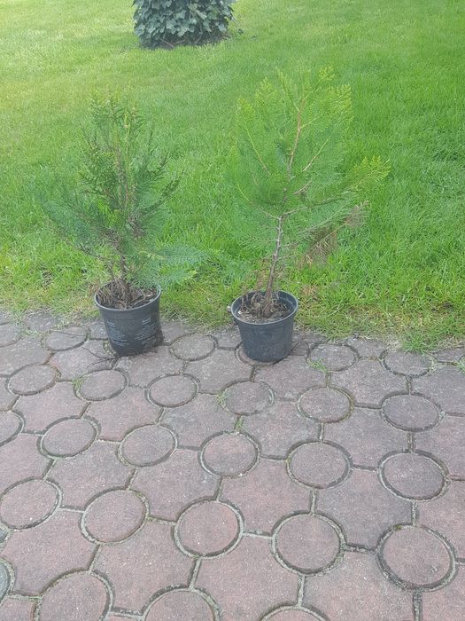 tuja w donicy do 50 cm
