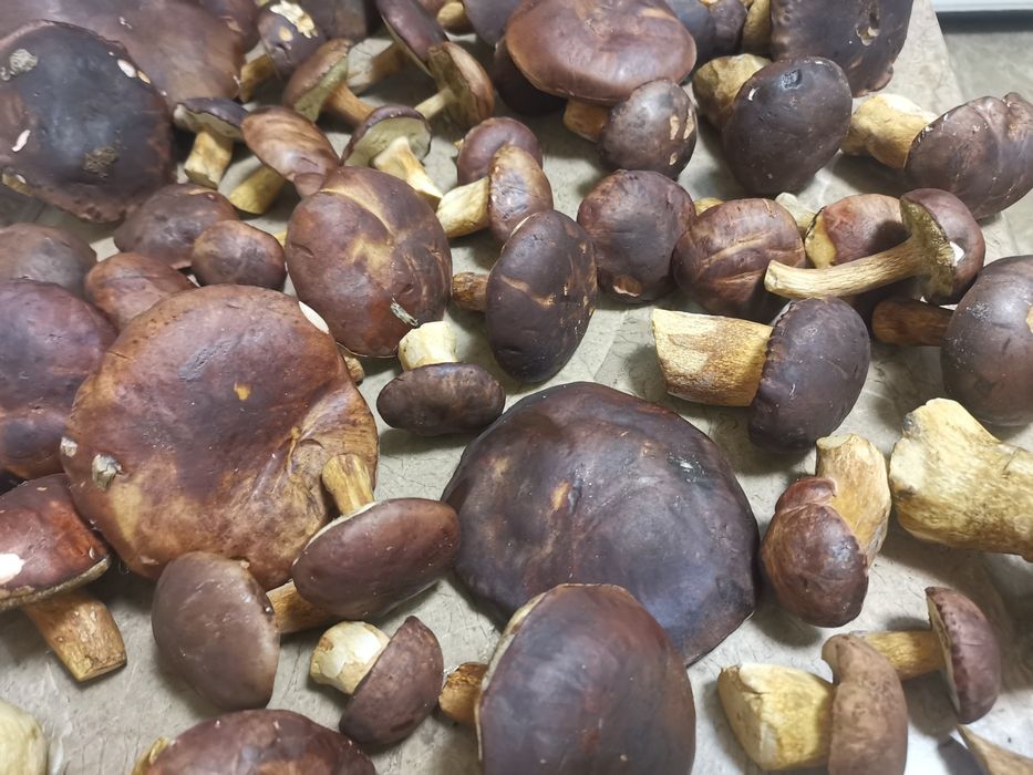 Suszone, pachnące podgrzybki z Puszczy Bydgoskiej