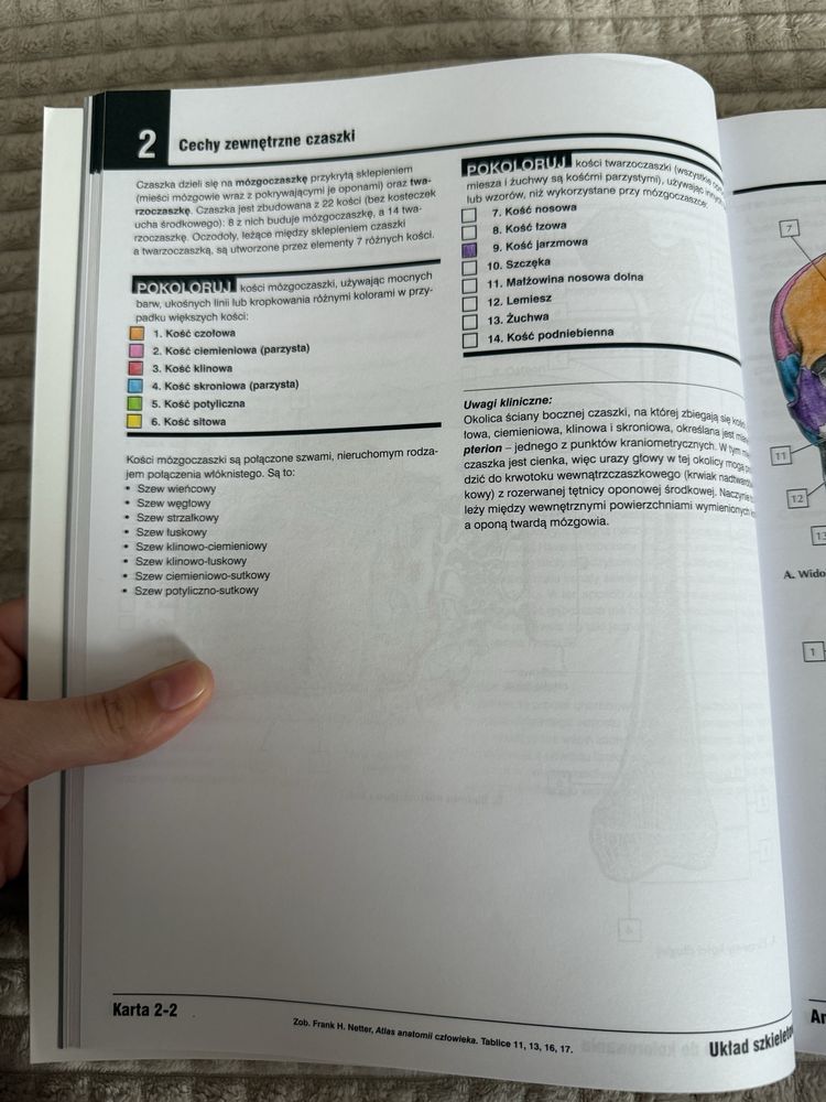 Atlas anatomii człowieka netter