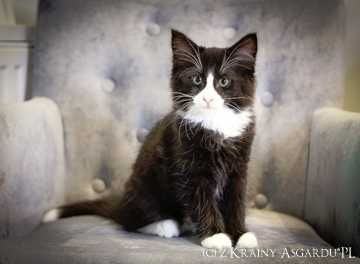 Wolverine z Krainy Asgardu*PL - biało czarny kocurek