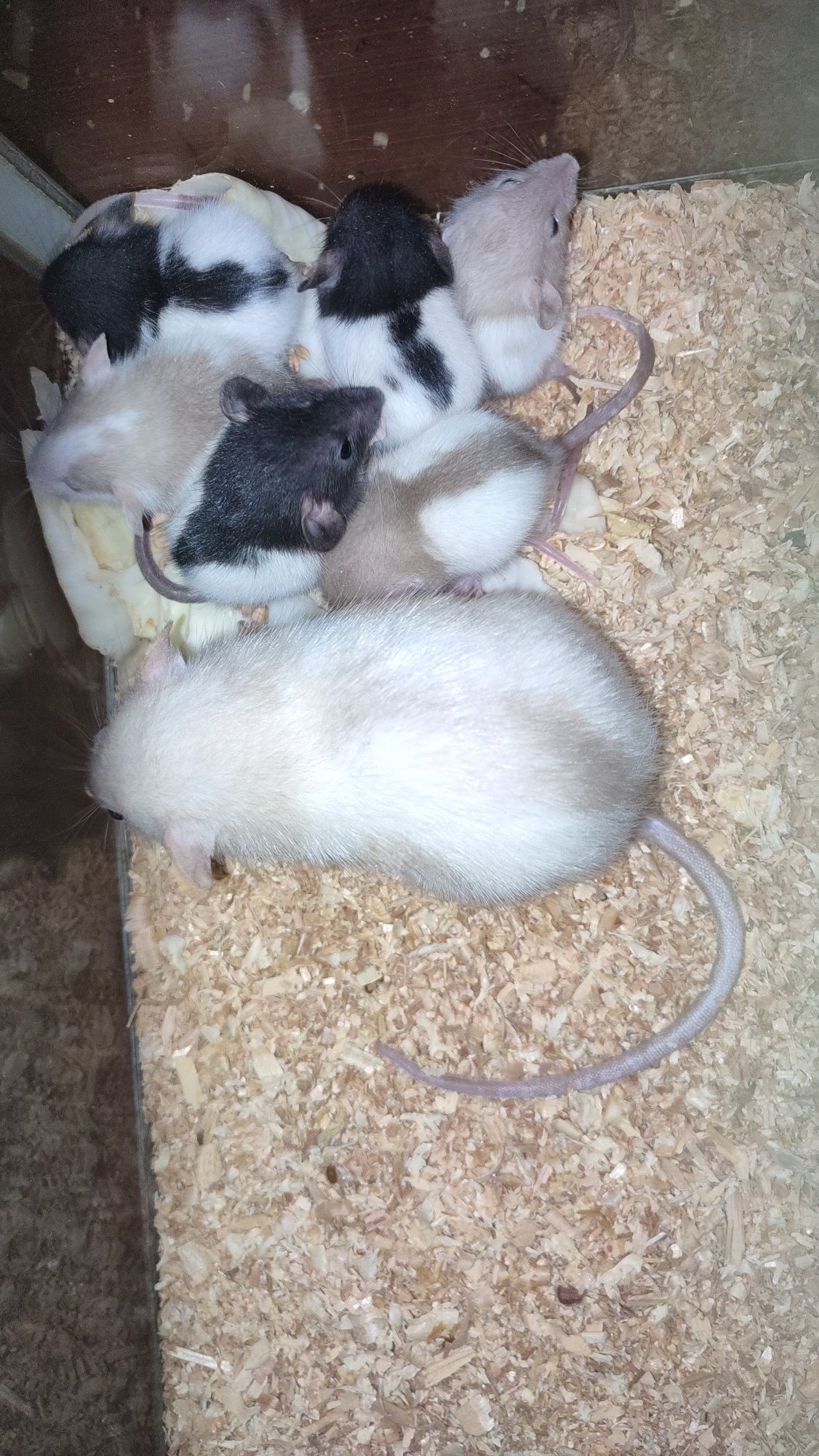 Крысята малышы карандашы