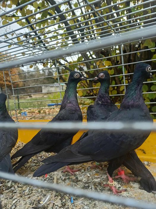 Wiedeńskie gołębie