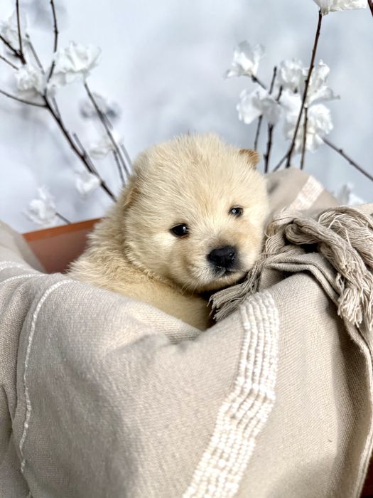 Chow Chow Macho Branco