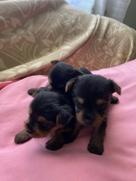 Yorkshire terrier  macho mini