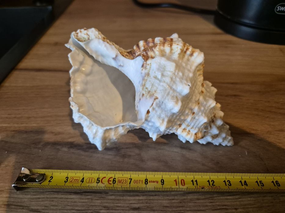 Muszla Morska Bursa Bubo