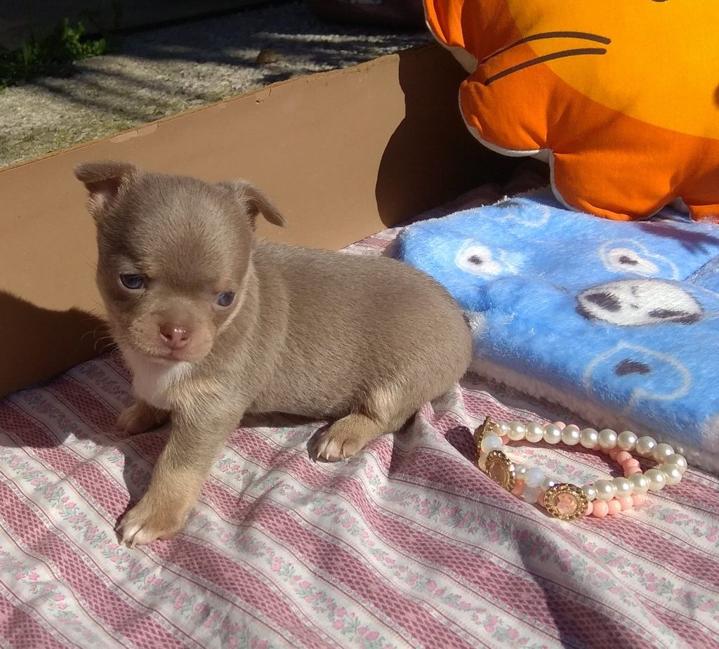 Chihuahua Fem lilás e tan c olhos claros Lop e Afixo