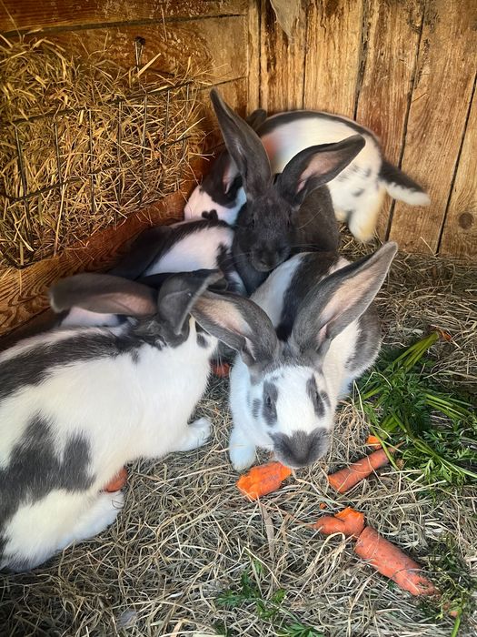 Królik srokacz niemiecki niebieski